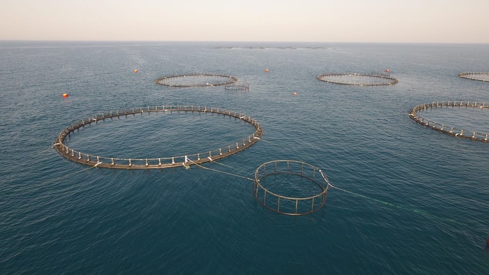 Investments in Oman aquaculture sector reach OMR 349 million